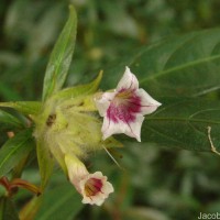 Strobilanthes schomburgkii (Craib) J.R.I.Wood